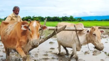 মানিকগঞ্জে হারিয়ে গিয়েছে ঐতিহ্যবাহী গরু দিয়ে হাল চাষ