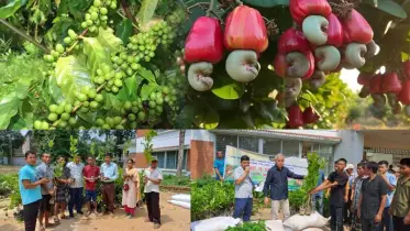 পাহাড়বাসীকে অর্থনৈতিক মুক্তির পথ দেখাচ্ছে কফি ও কাজুবাদাম চাষ