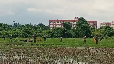 আখাউড়ায় সীমান্ত পেরিয়ে যাওয়া ১৫ গরু ফেরত এলো পতাকা বৈঠকে