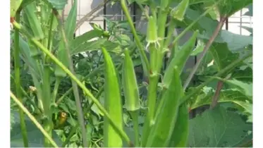 ঢেঁড়সের অপূর্ব গুণাগুণ: স্বাস্থ্যের জন্য অনন্য উপকারী সবজি