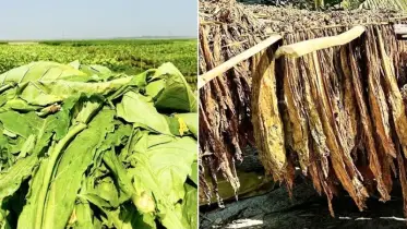 উত্তরাঞ্চলে ক্ষতিকর তামাক চাষের পরিধি বাড়ছে!
