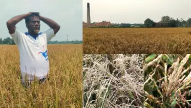 ইটভাটার দূষিত ধোঁয়ায় পুড়ল ১২০ হেক্টর জমির বোরো ধান