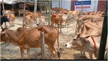 চার হাজার পঞ্চাশটি হতদরিদ্র পরিবারের জন্য ৫২টি গরু কোরবানি হচ্ছে যাকাত ফাউন্ডেশন এর উদ্যোগে
