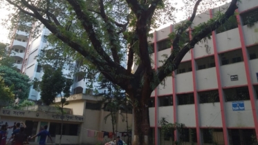 তিতুমীর কলেজে শতবর্ষী গাছ: সবুজের ছায়ায় ইতিহাসের গল্প