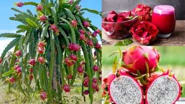 ড্রাগন ফল কেন খাবেন? প্রতিদিনের ডায়েটে রাখার ৮টি কারণ!
