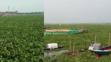 কচুরিপানার দখলে নৌঘাট, নৌযান চলাচল প্রায় অচল