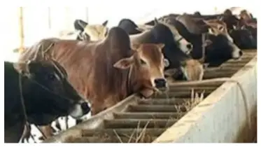 ঈদুল আজহা সামনে রেখে ব্যস্ত সময় পার করছেন মানিকগঞ্জের খামারিরা