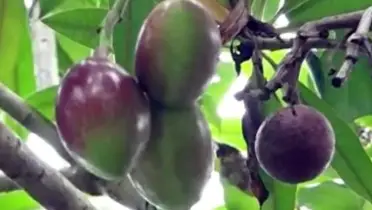 কুষ্টিয়ায় দেখা মিললো ভয়ঙ্কর বিষাক্ত ফল, সৌন্দর্যের আড়ালে মারাত্মক বিষ