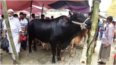 মুকসুদপুরে জমে উঠেছে টেংরাখোলা বাজারের গরুর হাট