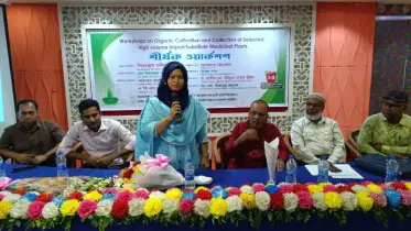  আমদানি নির্ভরতা কমাতে ঝিনাইদহে ভেষজ চাষের নতুন দিগন্ত