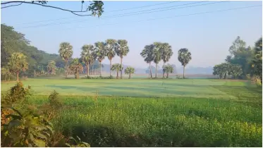 মুকসুদপুরে তালগাছ রোপণের উদ্যোগ ‘স্বপ্নপুরের’