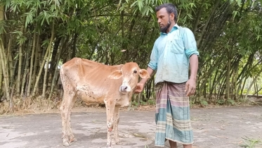 ফুলবাড়ীতে ল্যাম্পি স্কিন রোগে গরুর মৃত্যু, ভাঙছে কৃষকের স্বপ্ন