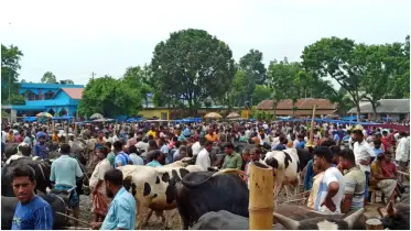ঠাকুরগাঁওয়ে জমজমাট কোরবানির হাট, খুশি ক্রেতা, হতাশ বিক্রেতা ও খামারি