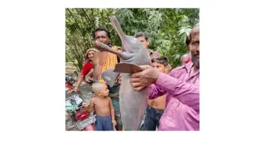 ঝিনাইদহের শৈলকূপায় জেলের জালে ধরা পড়ল বিলুপ্তপ্রায় 