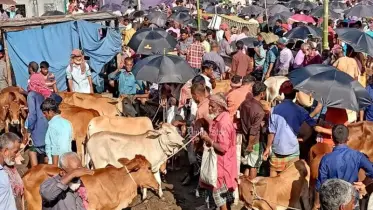 সিলেটে জমে উঠেছে কোরবানির পশুর হাট