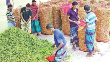 পানির দামে কাঁচা মরিচ, বাম্পার ফলনেও লোকসানে কৃষক