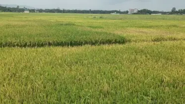 উখিয়ায় সবুজ পাতায় দুলছে কৃষকের স্বপ্ন