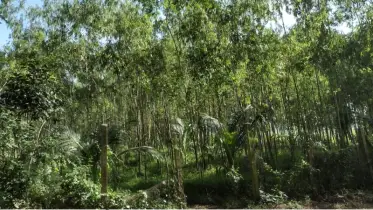 চন্দনাইশে ইউক্যালিপটাস গাছের বিরূপ প্রভাব পড়েছে ধানক্ষেতে