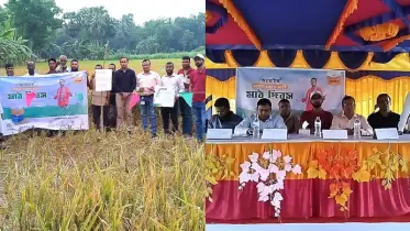 রাজবাড়ীতে অ্যারাইজ ৬৪৫৩ এসটি ধানের মাঠ দিবস অনুষ্ঠিত