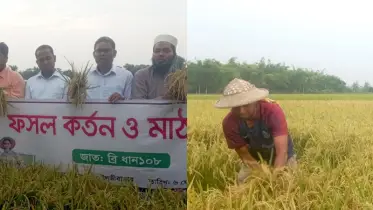 কমলগঞ্জে ব্রি ধান ১০৮ চাষে সফল কৃষক মিঠু