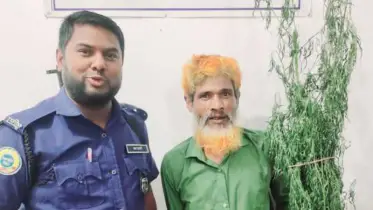 পাট ক্ষেতে গাঁজা চাষ করায় মাদক কারবারি আবুল গ্রেফতার
