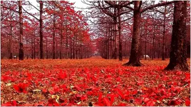 রাজস্ব ফাঁকি দিচ্ছে সুনামগঞ্জের ‘শিমুল বাগান’