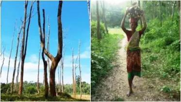 পাহাড়খেকোদের তাণ্ডবলীলায় ধ্বংসের দ্বারপ্রান্তে আজ শেরপুরের গারো পাহাড়