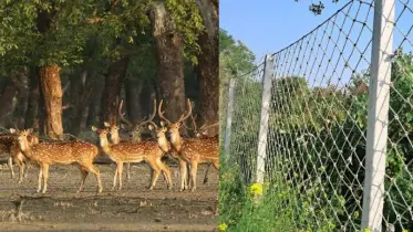 সুন্দরবনে দেয়া হচ্ছে বেড়া: লোকালয়ে ফিরছে স্বস্তি