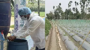 বিষ ছাড়া বিষ্ময়: গ্রামের মাঠে নিরাপদ সবজির বিপ্লব
