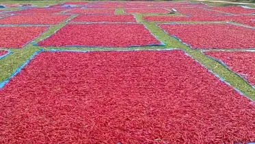 মরিচের আবাদ বাড়লেও ফলন কম, দাম নিয়ে দুশ্চিন্তায় চাষিরা