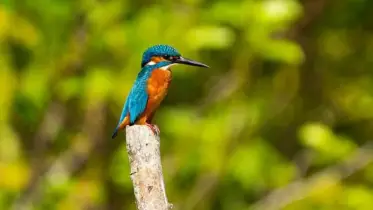 অনেক পাখির ভিড়েও মাছরাঙা রূপের গুণে অন্যতম
