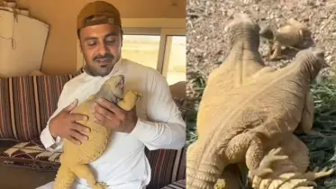 সৌদিতে যেভাবে সান্ডা পালে, দেখুন ভিডিও