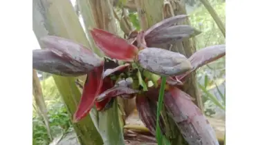 ১৬ ইঞ্চি একটি কলাগাছে ৭টি মোচা, এলাকাবাসীর দাবি এটি ’গজবের লক্ষণ’