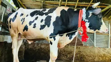 এবার কোরবানির হাট কাঁপাচ্ছে ‘তুফান’