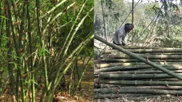 গ্রামে বাঁশঝাড় খুঁজে পাওয়া দায়!