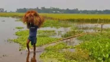 শিবালয়ে ফসলের মাঠে জলাবদ্ধতা, ইরি-বোরোর ব্যাপক ক্ষতি