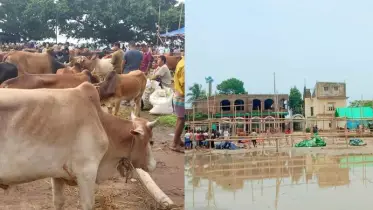 নবীনগরে অবৈধ গরুর বাজার উচ্ছেদ