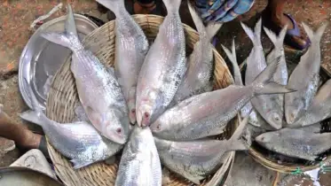 আগুন দর ইলিশের, হতাশ নিম্ন ও মধ্যবিত্তরা