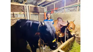 ঈদুল আজহা উপলক্ষে বালাগঞ্জে কোরবানির জন্য প্রস্তুত ৮ হাজার ৮৯৬ পশু