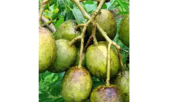 উপকারী টক-মিষ্টি দেশি ফল আমড়ায় রয়েছে সুস্থতার ছোঁয়া