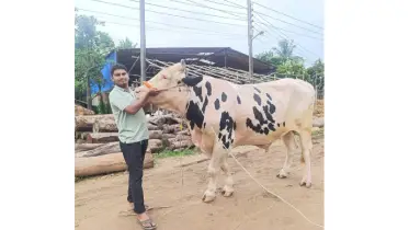 হাটহাজারীর গরুর বাজারে আলোড়ন তুলেছে ‘ডন বাদশা’