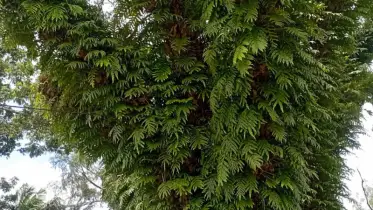 উপকারী বৃক্ষের নীরব ঘাতক পরগাছা