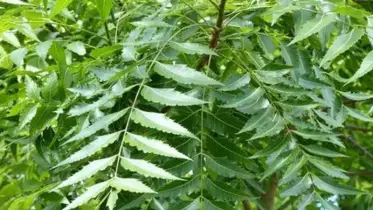 নিম পাতার গুণে সুস্থ জীবন: প্রকৃতির এক অনন্য উপহার