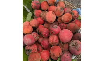ক্যালসিয়াম ও আয়রনে ভরপুর এই ফল হতে পারে আপনার স্বাস্থ্যরক্ষার হাতিয়ার