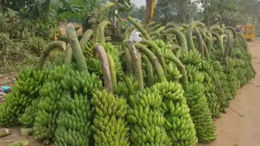 ফটিকছড়িতে কলার হাট: নিরবে দাম বাড়তি