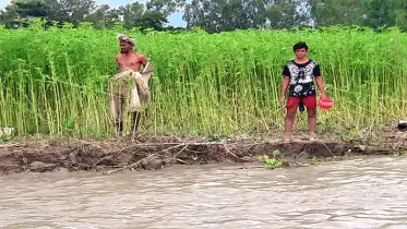 চরের শিশুরা বই নয়, ধরে লাঙল—কুড়িগ্রামের নদীভাঙা জনপদে বেঁচে থাকার লড়াই