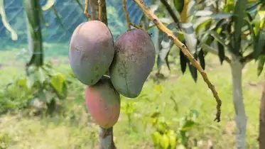 মেহেরপুরে জাপানি মিয়াজাকি আম চাষে যুবকের নজিরবিহীন সাফল্য