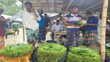 পানের দাম অর্ধেকে নেমে আসায় দুশ্চিন্তায় হাজারো পানচাষী