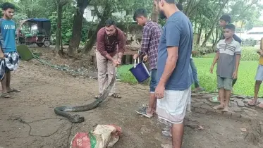 ৯৯৯ এ ফোনকলে উদ্ধার  হলো অজগর সাপ