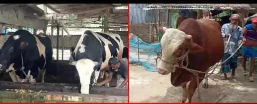 হাট কাপাতে আসছে রাজা-রাজাবাবু ও বাদশাহ